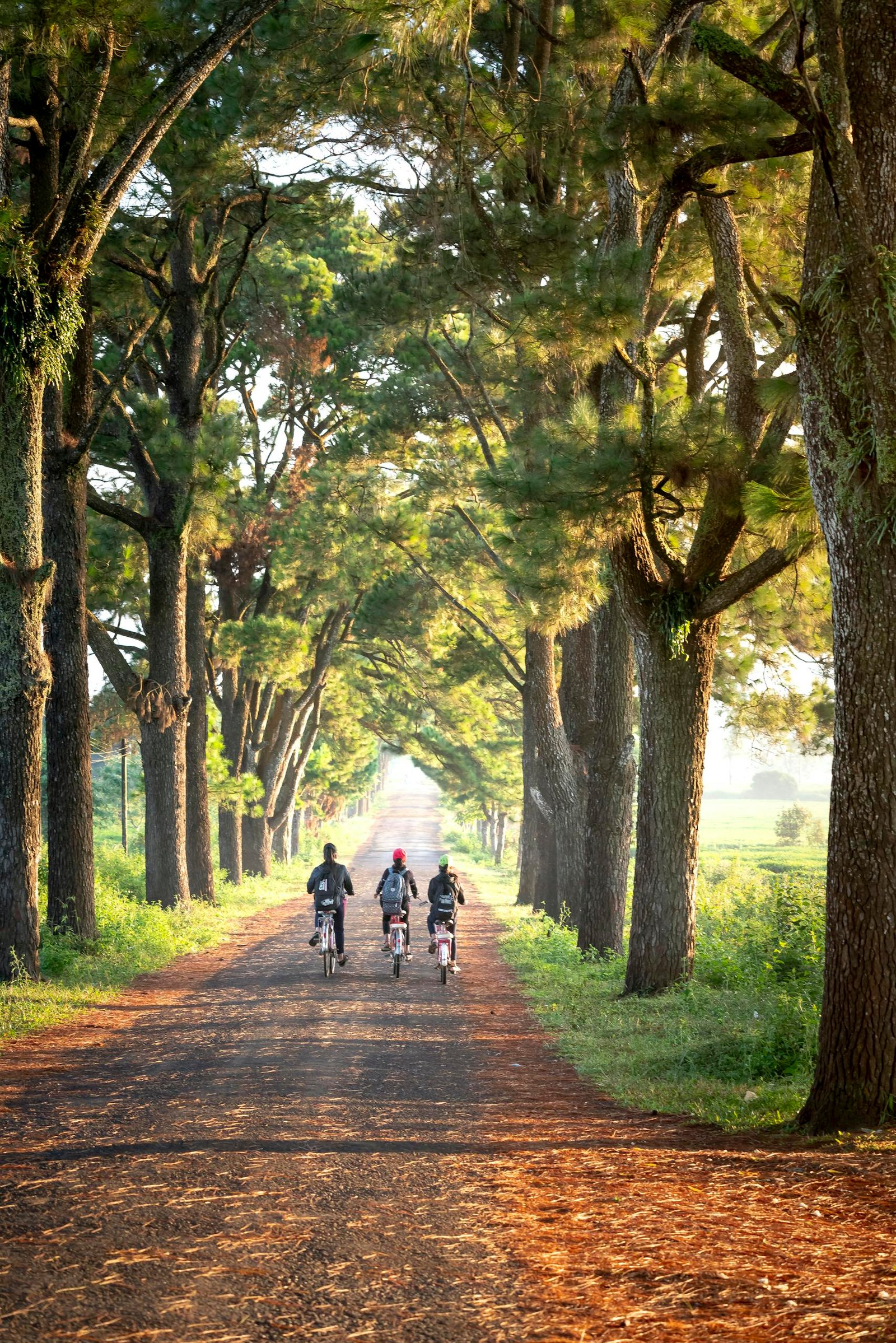 People Riding Bikes